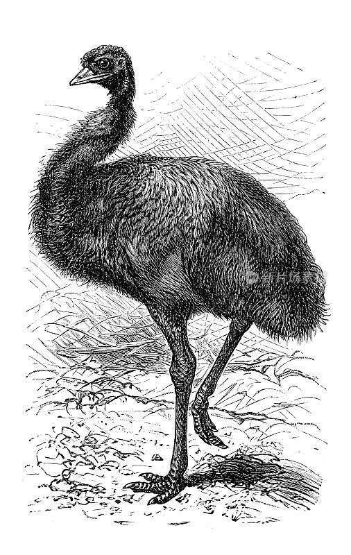 Emu Dromaius不会飞的鸟，画于1898年